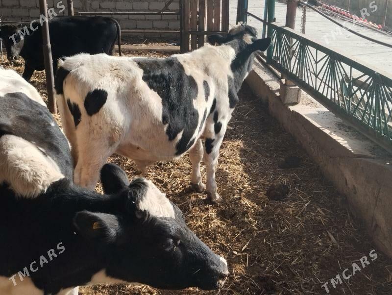 Galisteyin - Ýaşlyk - img 4