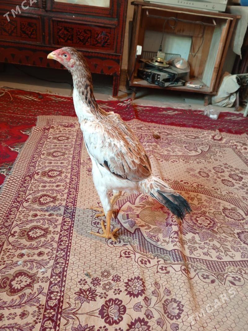 Mäki - Ашхабад - img 2