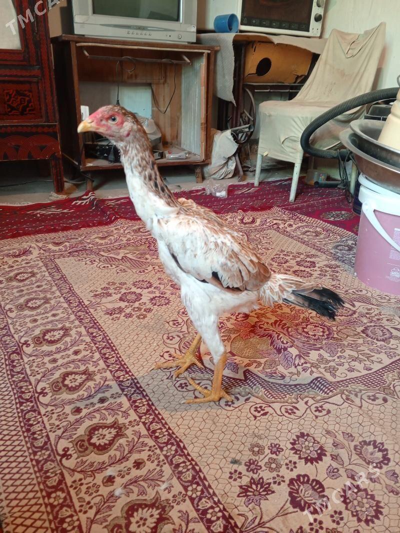 Mäki - Ашхабад - img 3