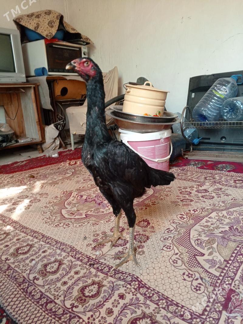 Mäki - Ашхабад - img 5