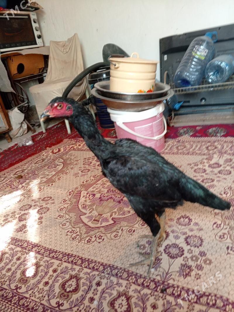 Mäki - Ашхабад - img 7