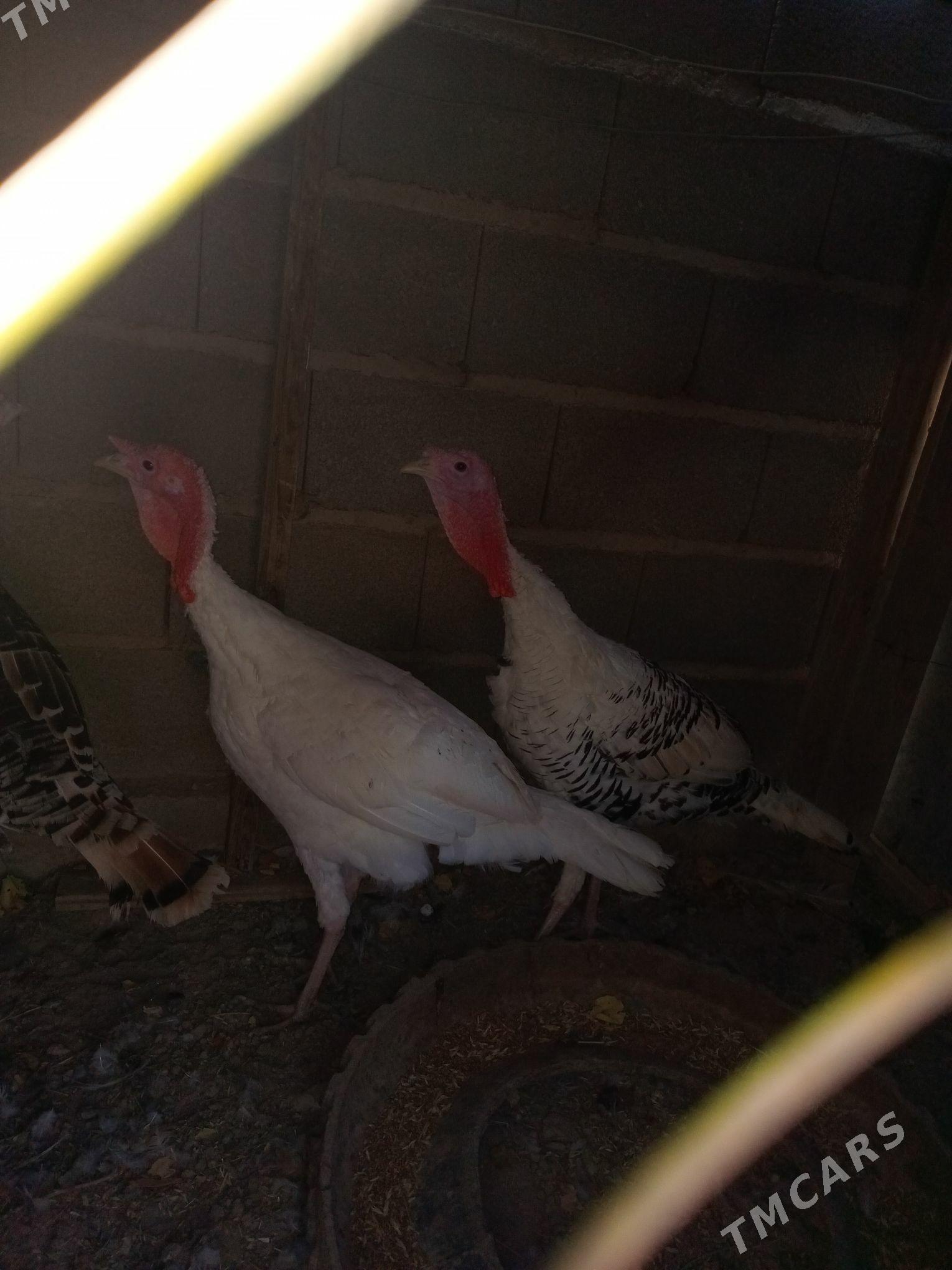 induşka induk - Кака - img 5