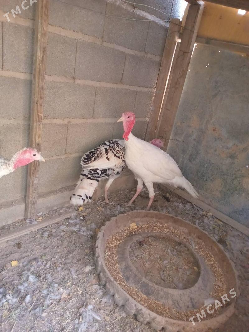 induşka induk - Кака - img 2