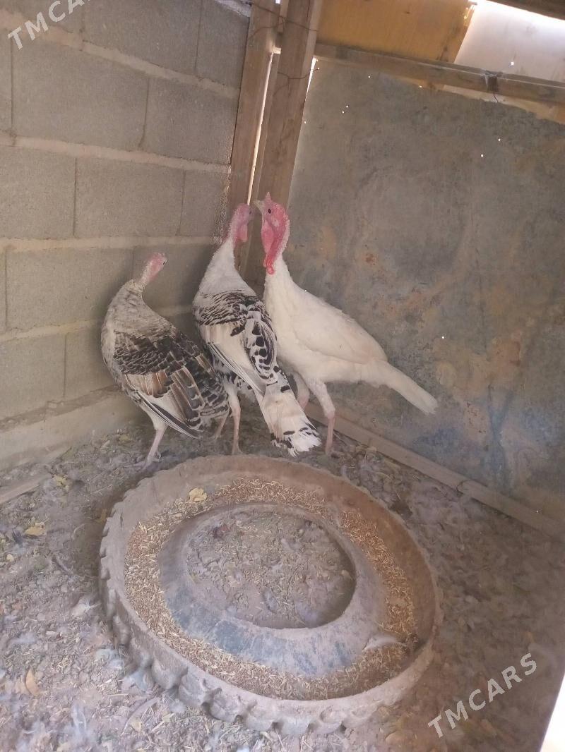 induşka induk - Кака - img 10