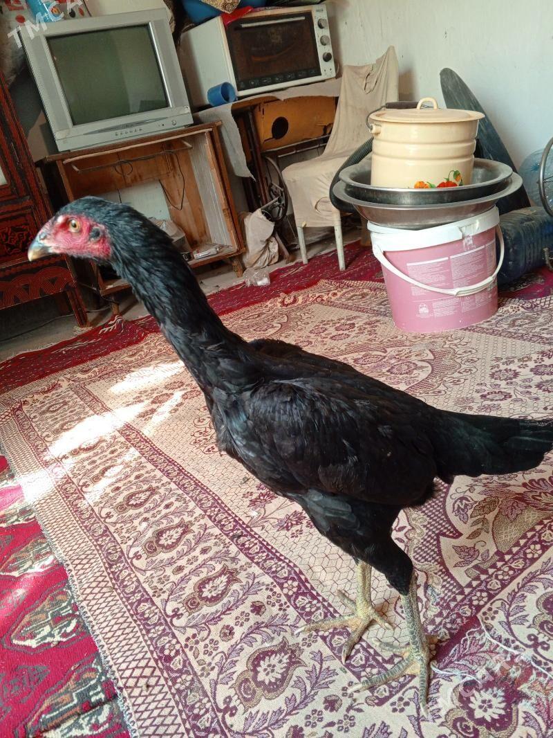 Mäki - Ашхабад - img 6