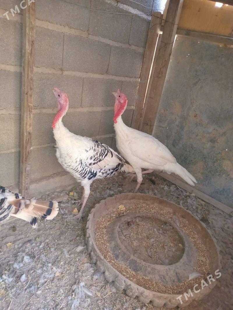 induşka induk - Кака - img 1