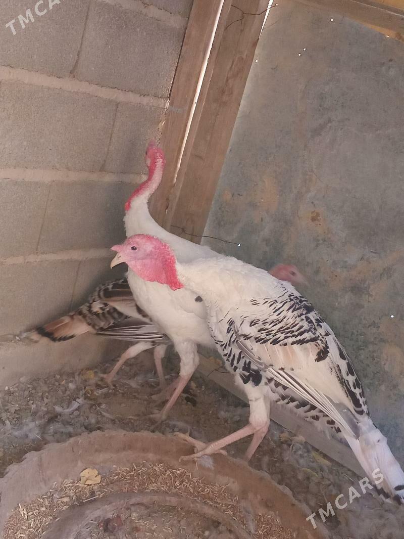 induşka induk - Кака - img 7