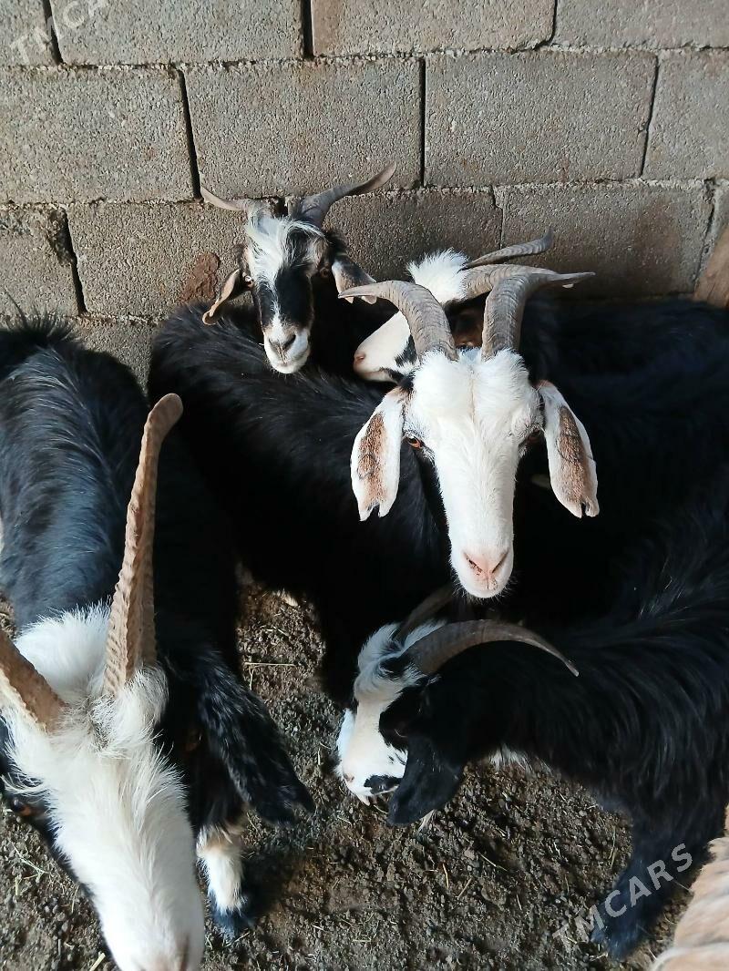 Geçi goyun - Garadamak Şor - img 1