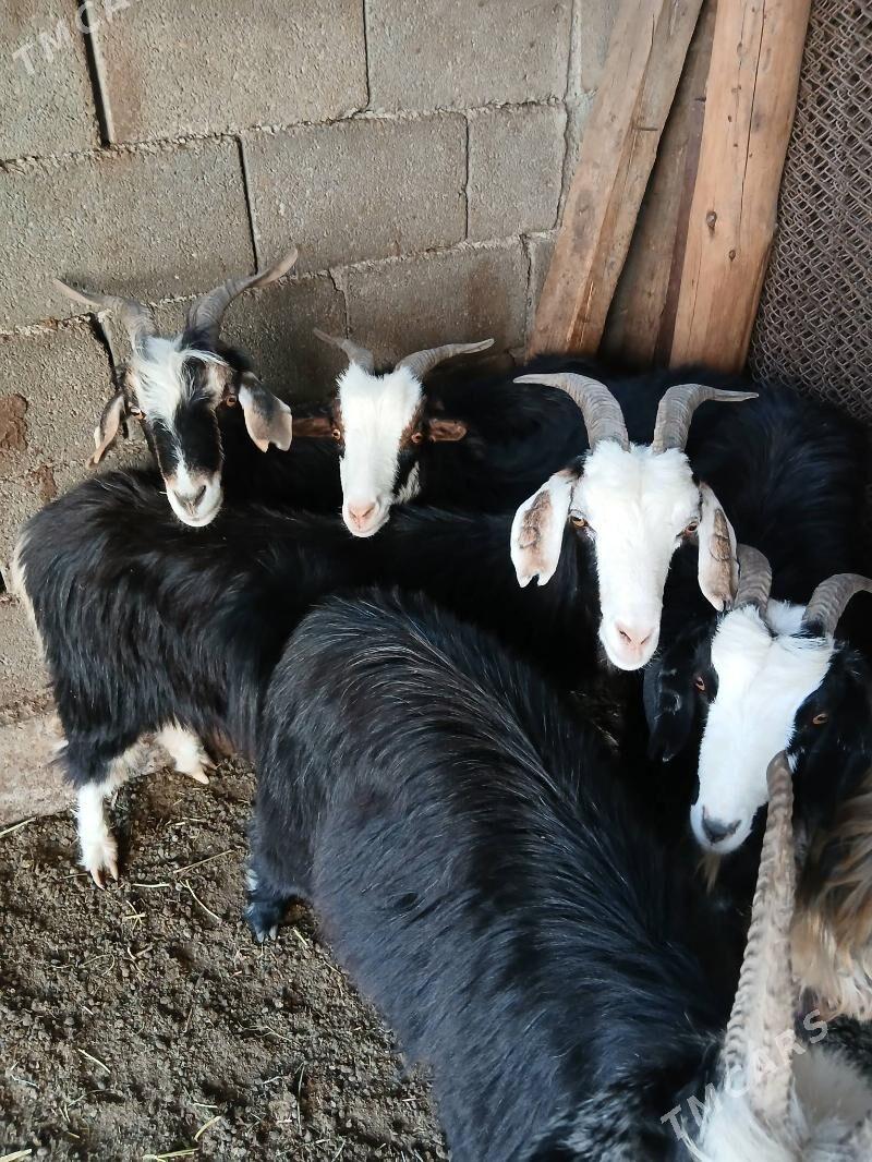 Geçi goyun - Гарадамак Шор - img 3