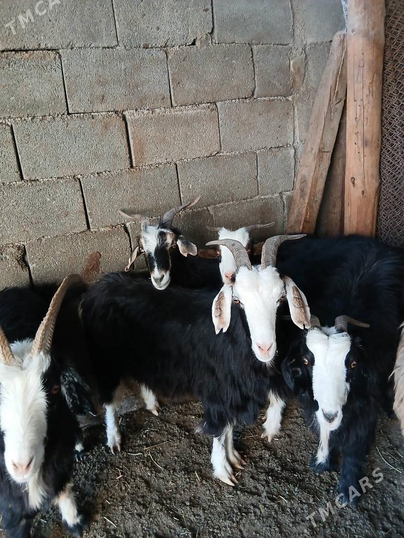 Geçi goyun - Гарадамак Шор - img 6