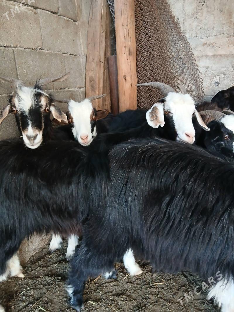 Geçi goyun - Гарадамак Шор - img 7