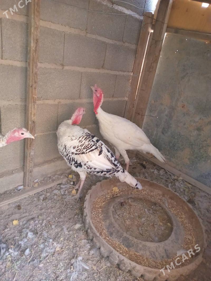 induşka induk - Кака - img 3