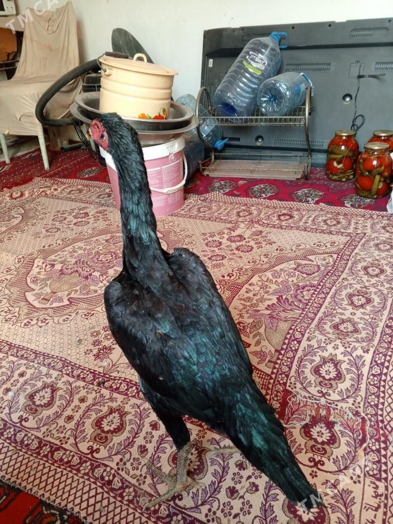 Mäki - Ашхабад - img 8