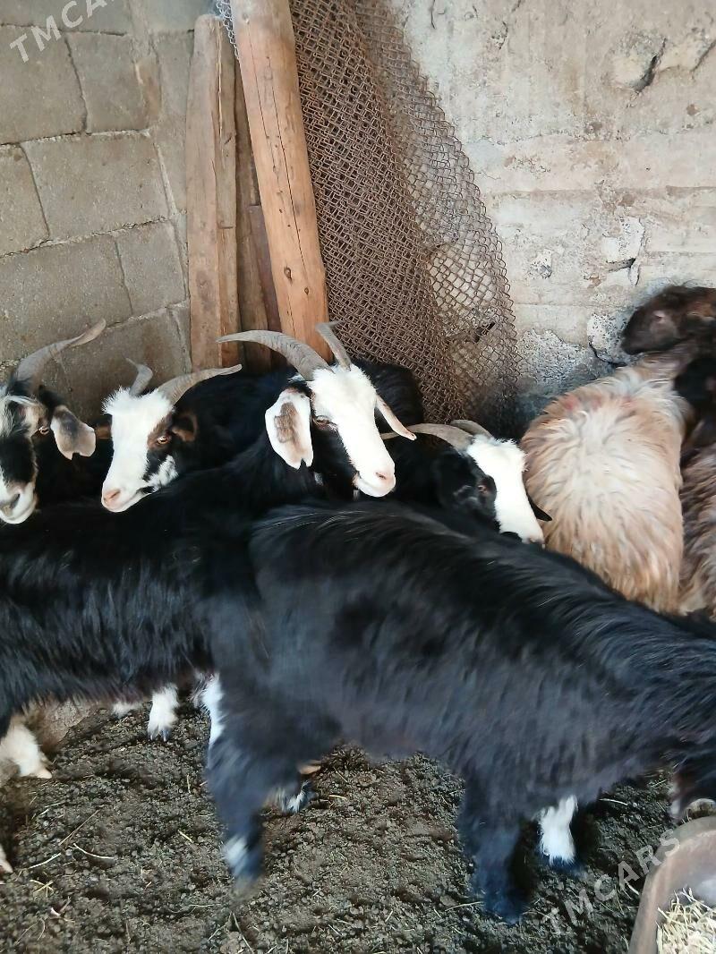 Geçi goyun - Гарадамак Шор - img 5