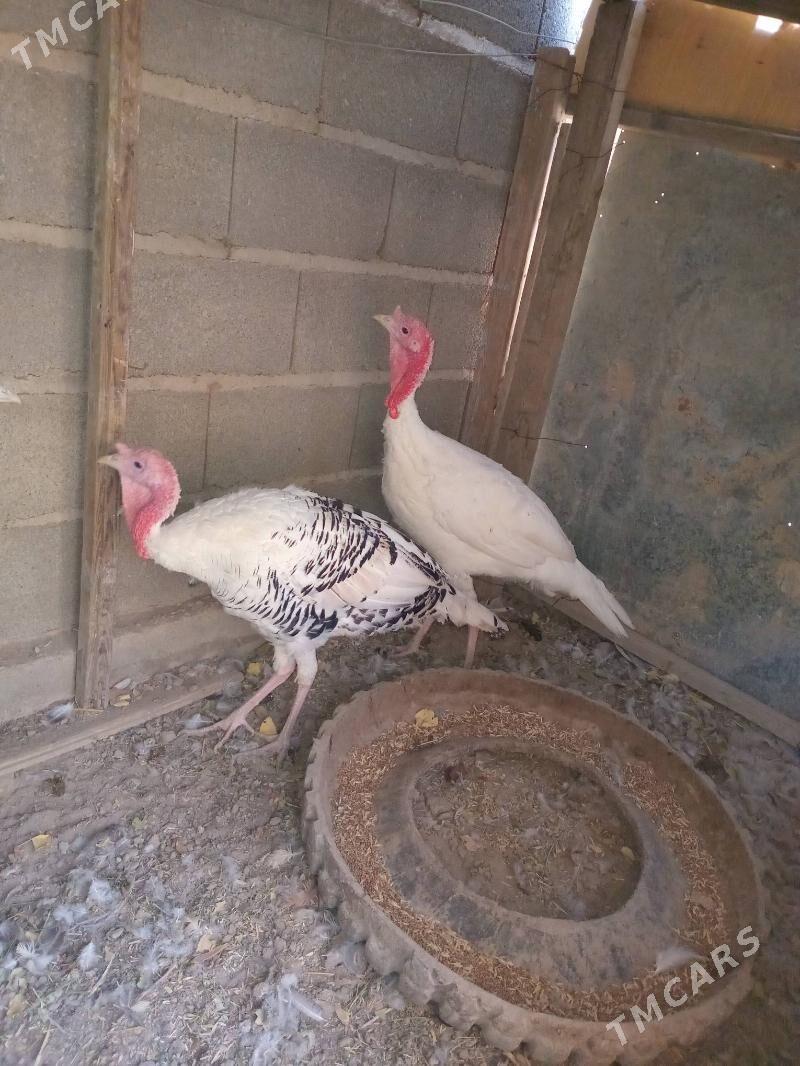 induşka induk - Кака - img 4