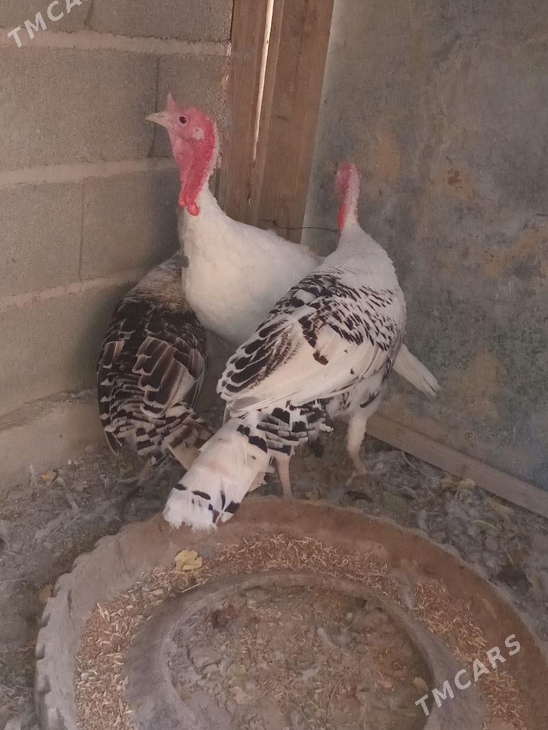 induşka induk - Кака - img 6