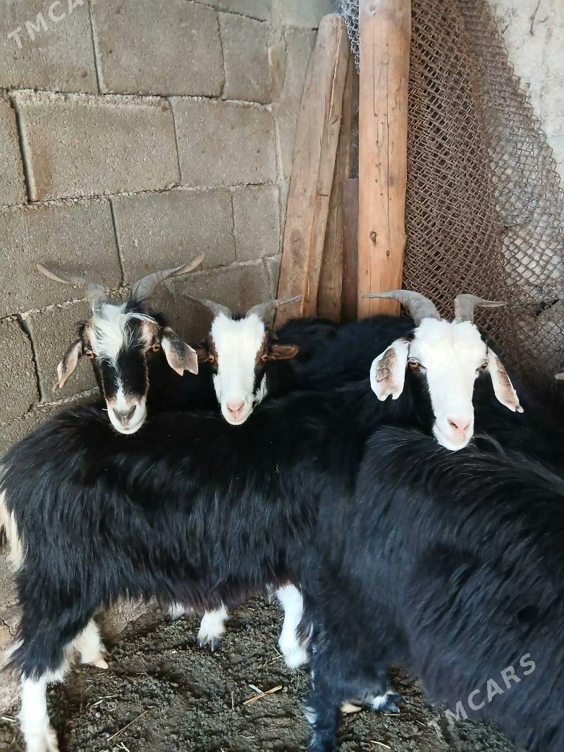 Geçi goyun - Гарадамак Шор - img 4