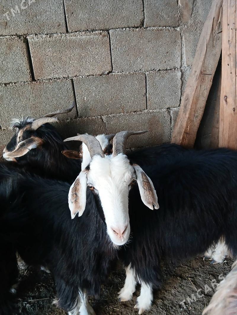 Geçi goyun - Гарадамак Шор - img 2