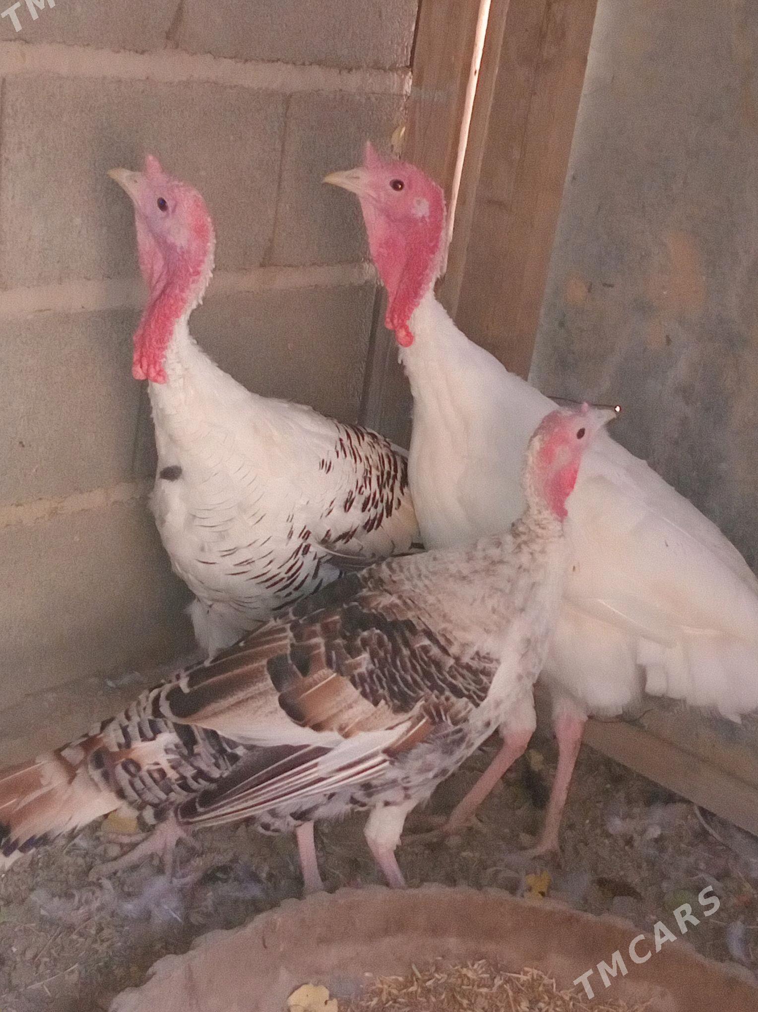 induşka induk - Кака - img 8