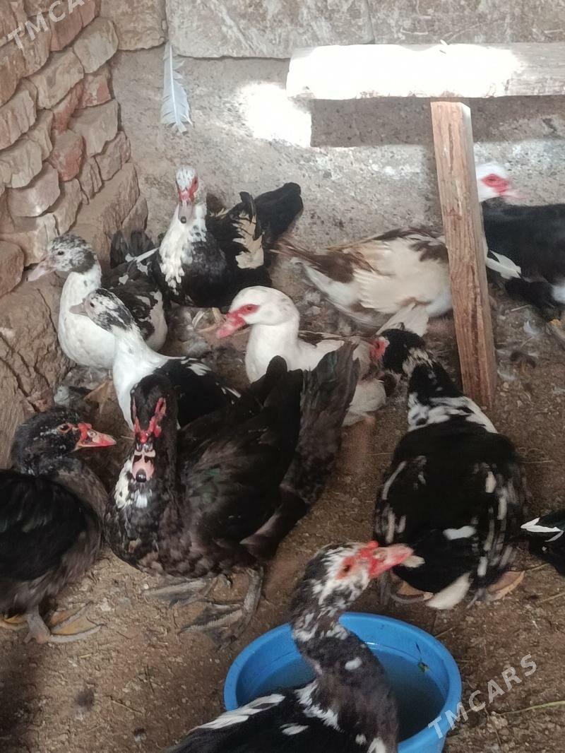 indautga - Tejen - img 4