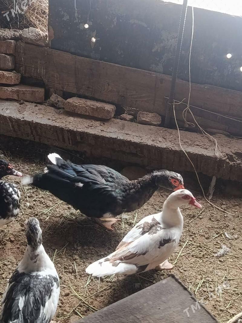 indautga - Tejen - img 6