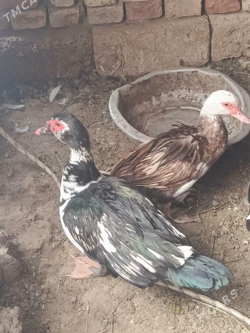 indautga - Tejen - img 7