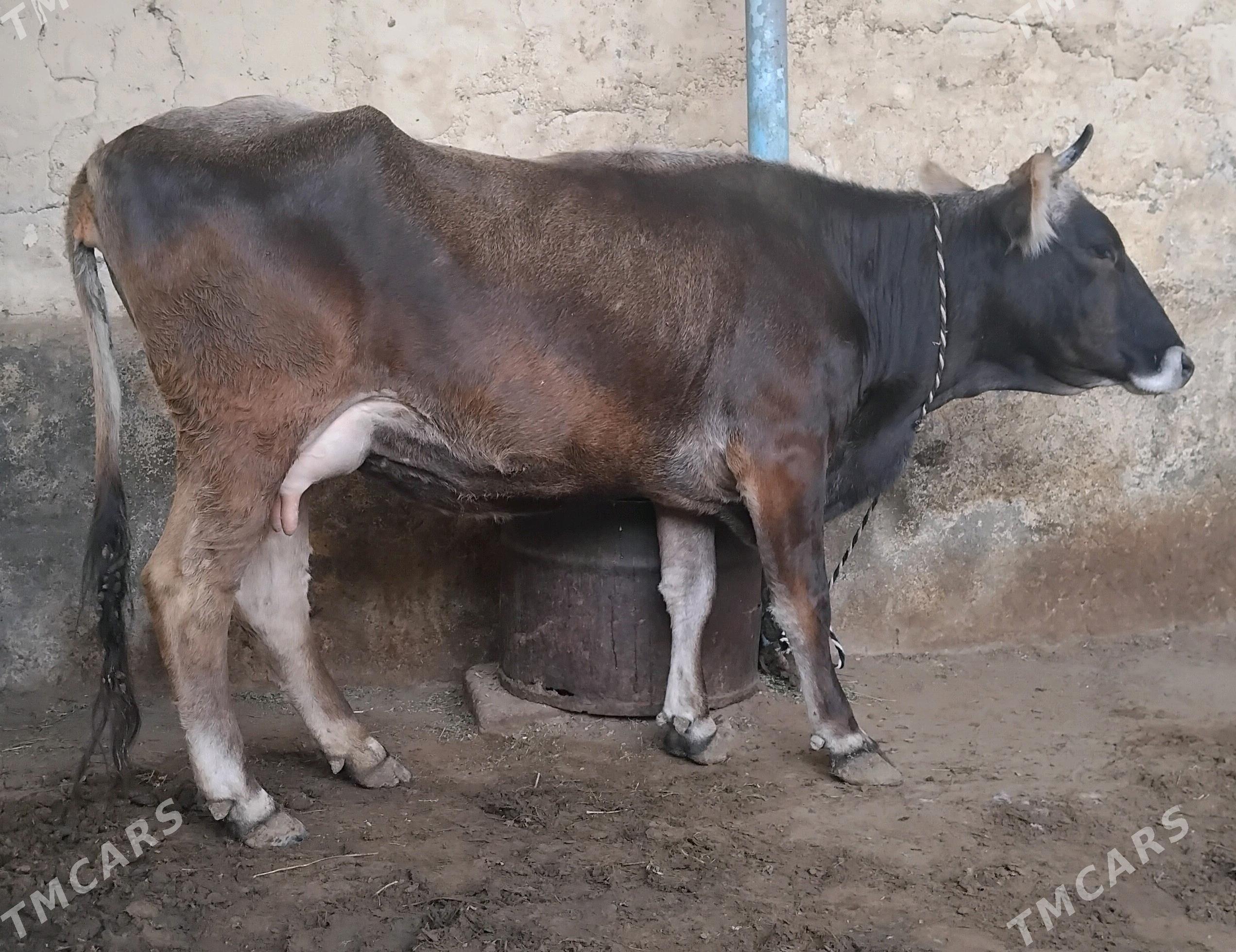 Bogaz sygyr - Ашхабад - img 2