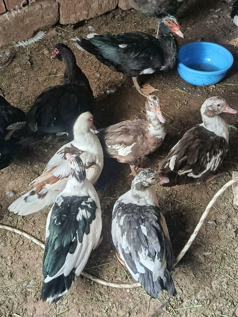 indautga - Tejen - img 9