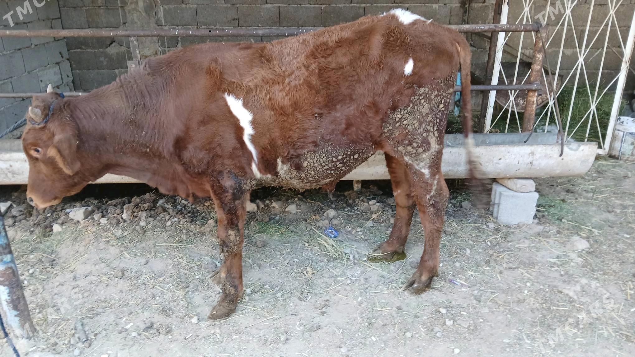 okuz - Aşgabat - img 2