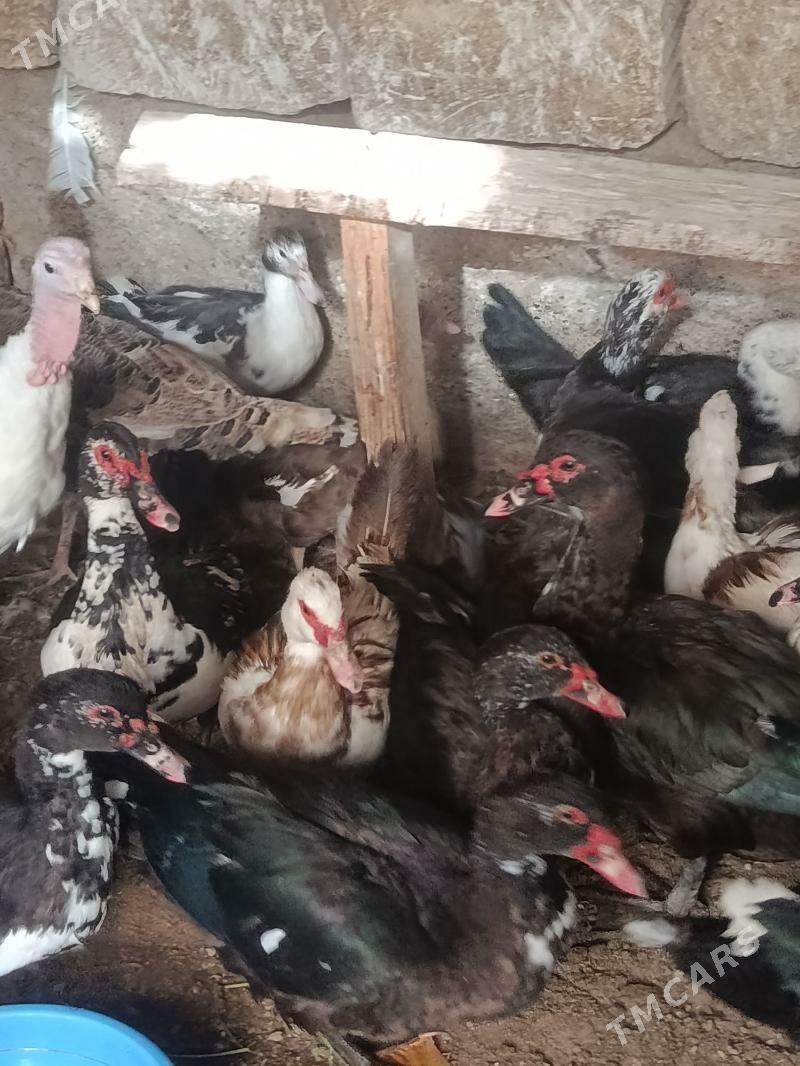 indautga - Tejen - img 10