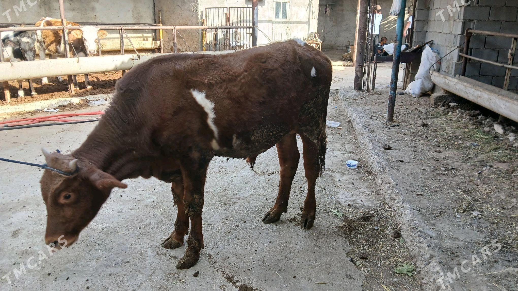 okuz - Aşgabat - img 3