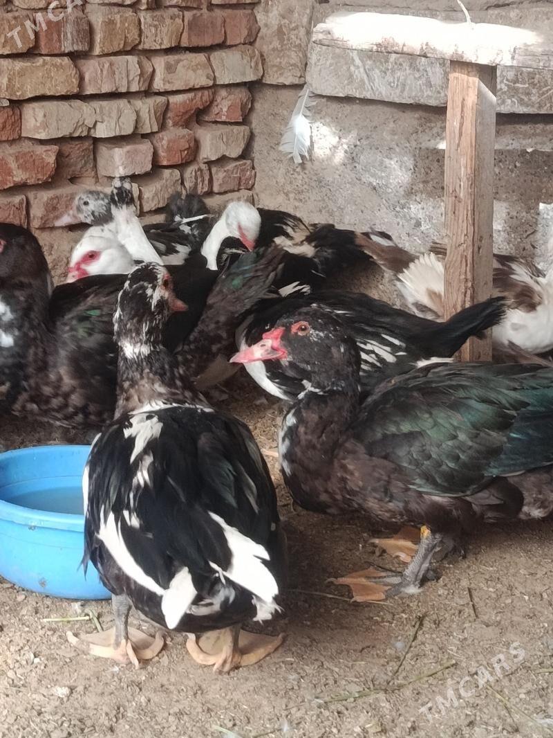 indautga - Tejen - img 8