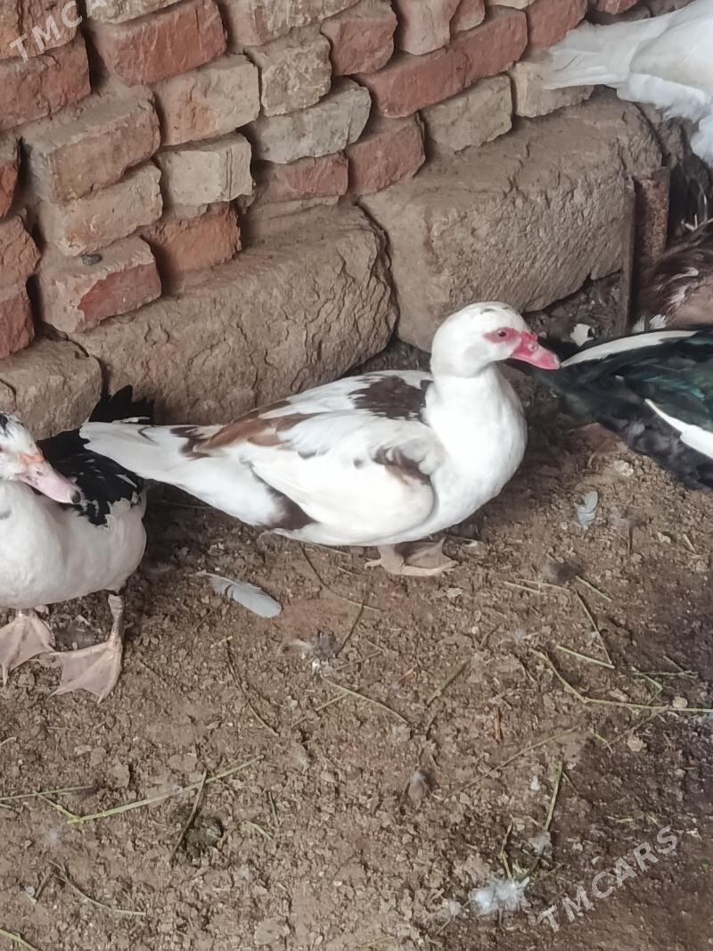 indautga - Tejen - img 5