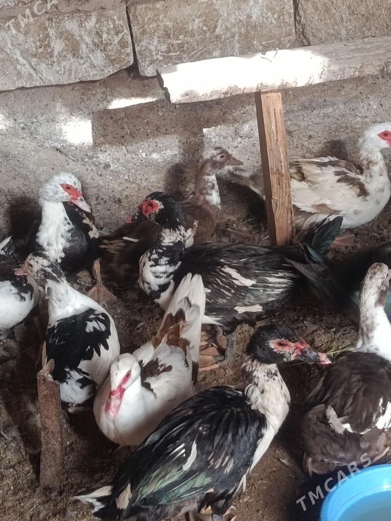 indautga - Tejen - img 3