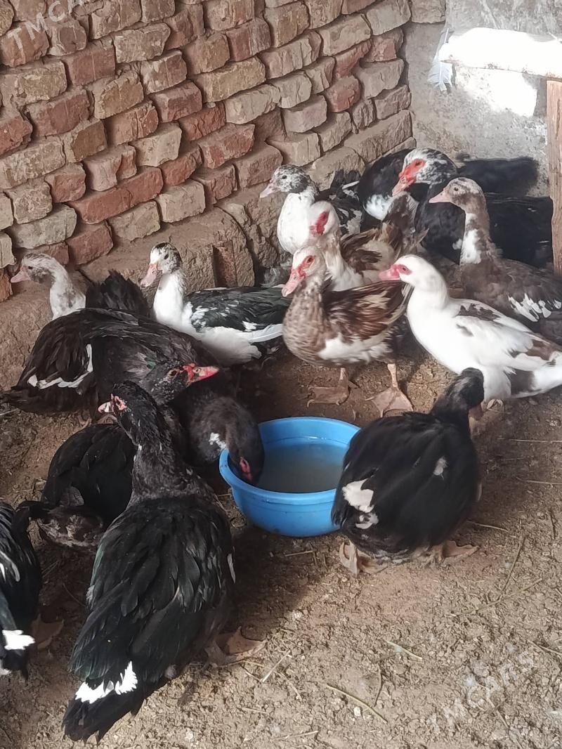 indautga - Tejen - img 2