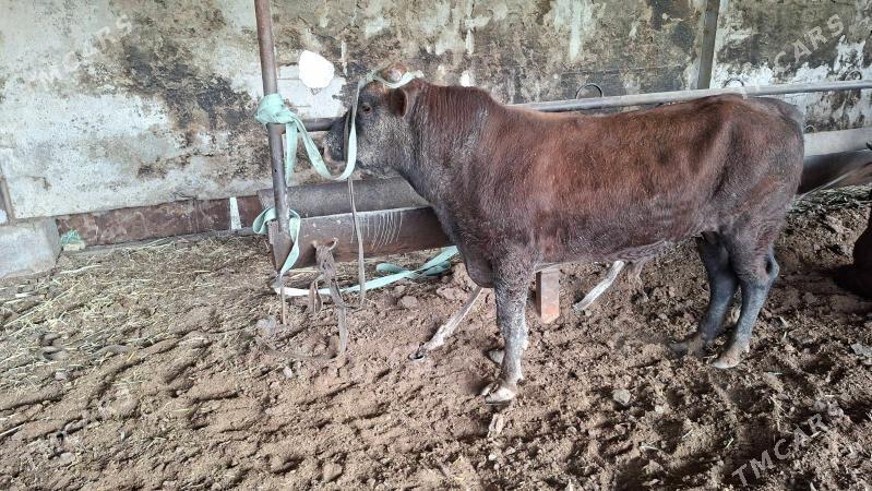 Okuz uly mallar - Мары - img 1