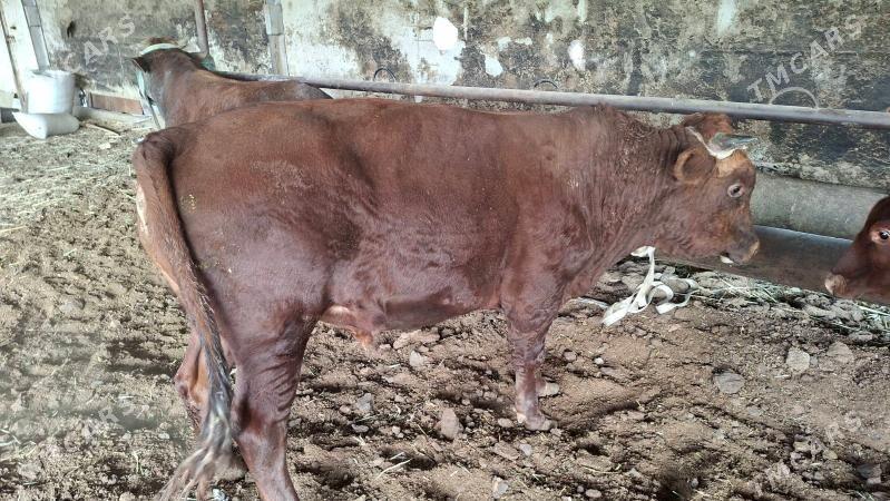 Okuz uly mallar - Мары - img 2