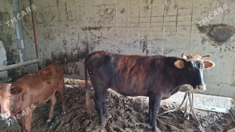 Okuz uly mallar - Мары - img 3