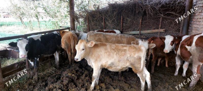 Smental unajynlar - Чарджоу - img 10