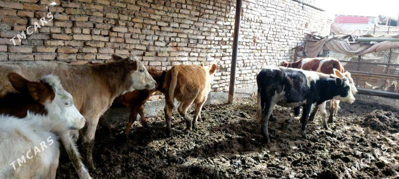 Smental unajynlar - Чарджоу - img 4