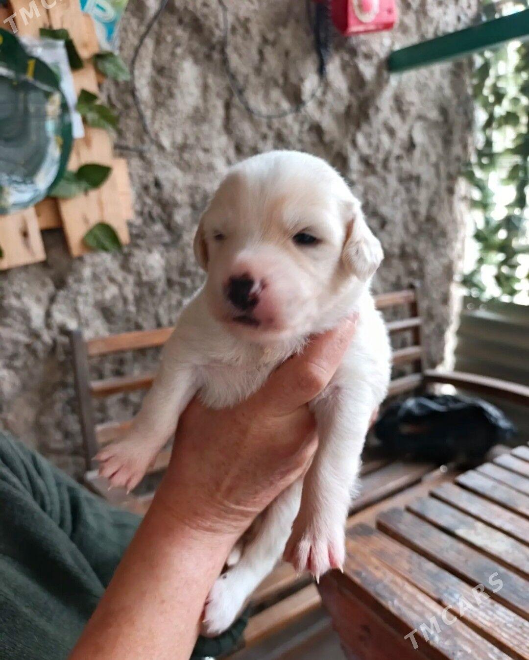 отдам - Туркменбаши - img 7