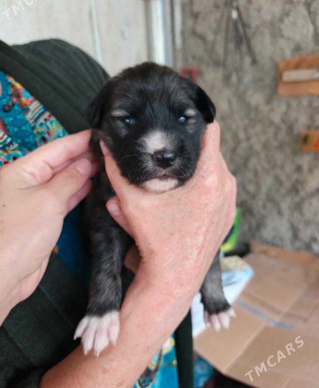 отдам - Туркменбаши - img 2