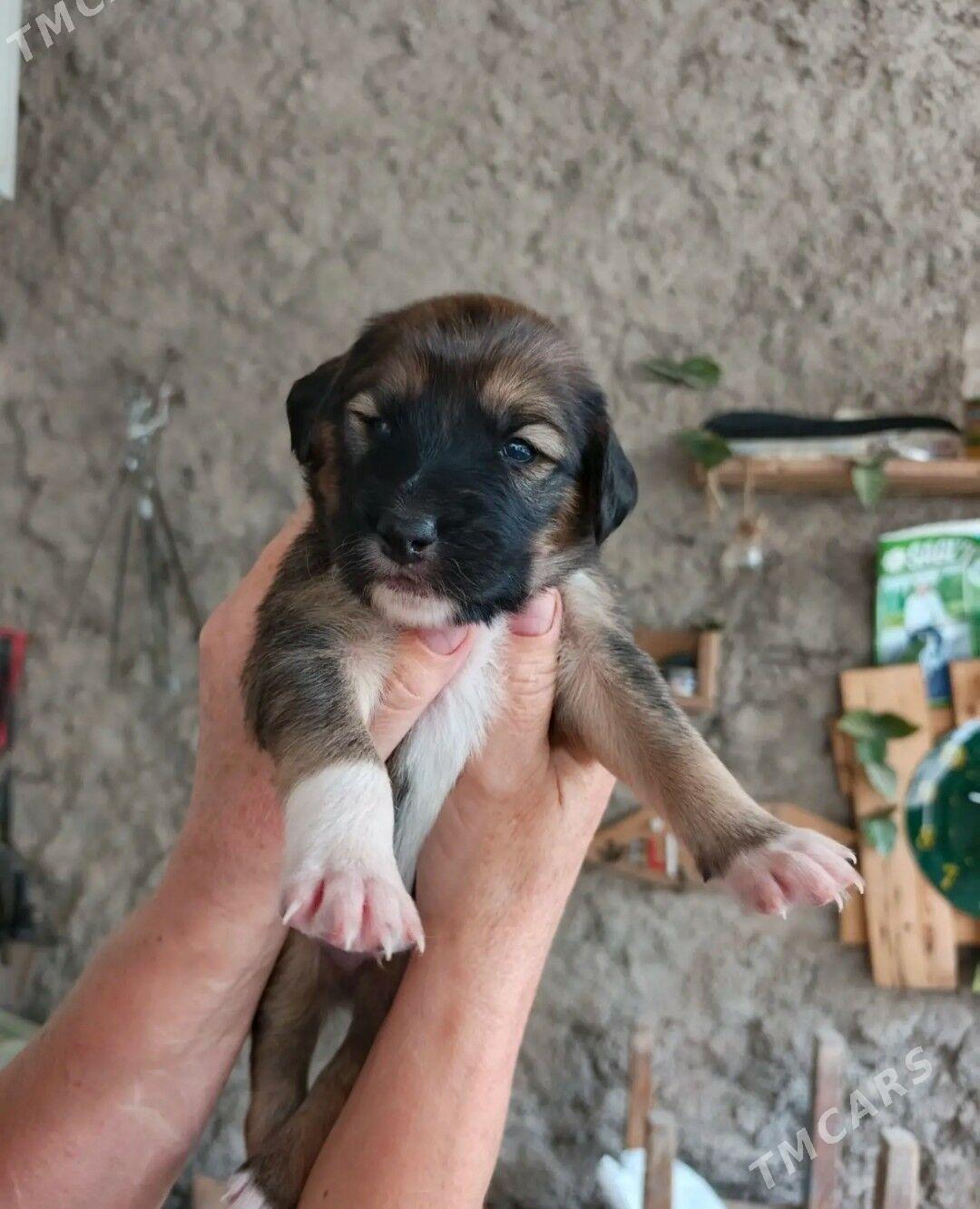 отдам - Туркменбаши - img 6