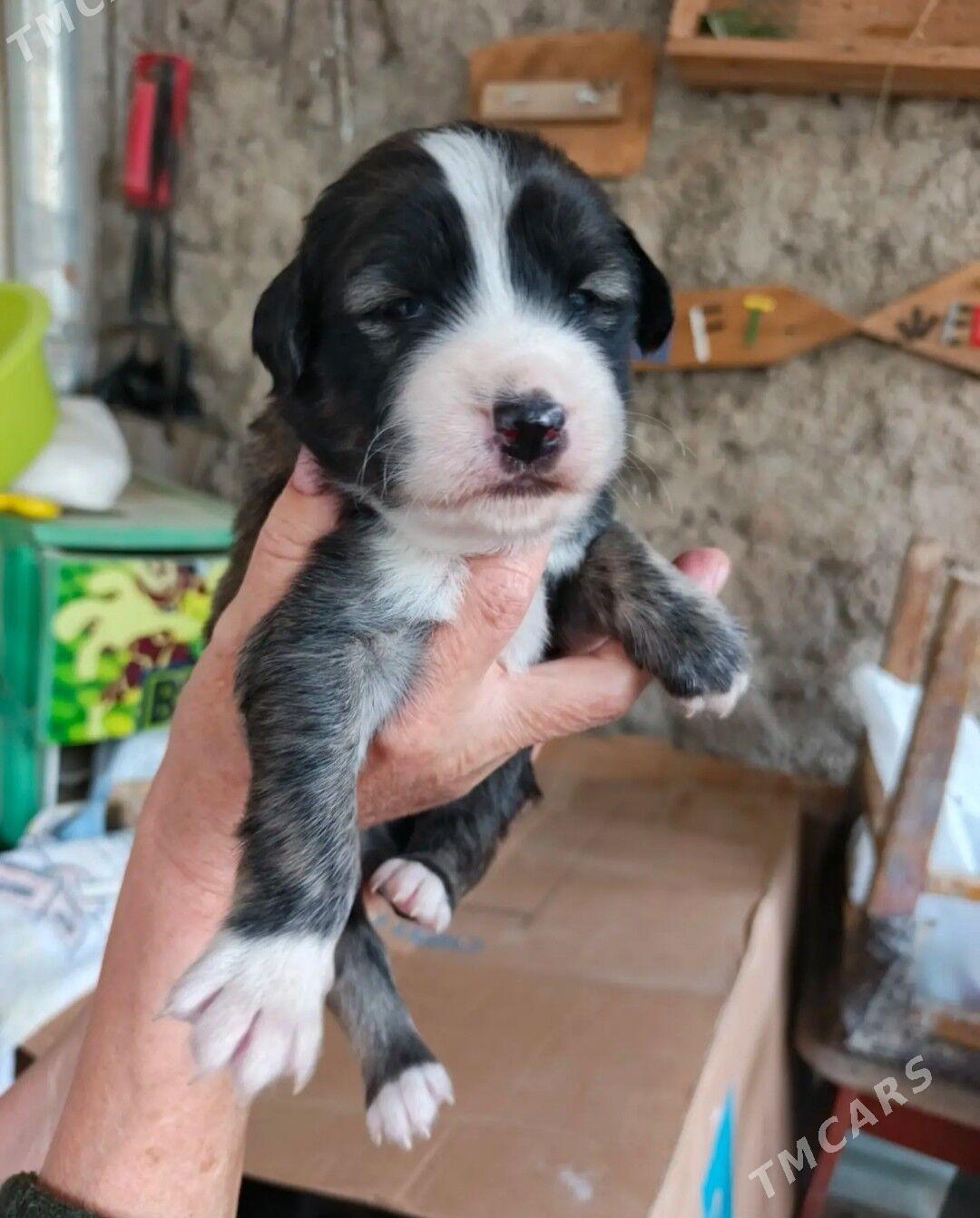 отдам - Туркменбаши - img 5