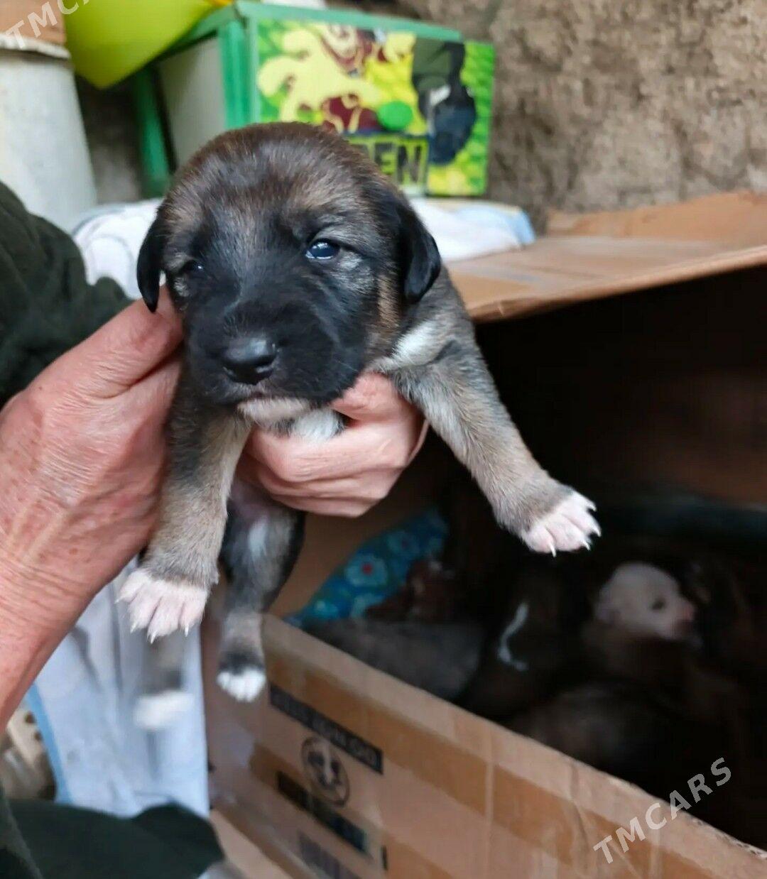 отдам - Туркменбаши - img 4