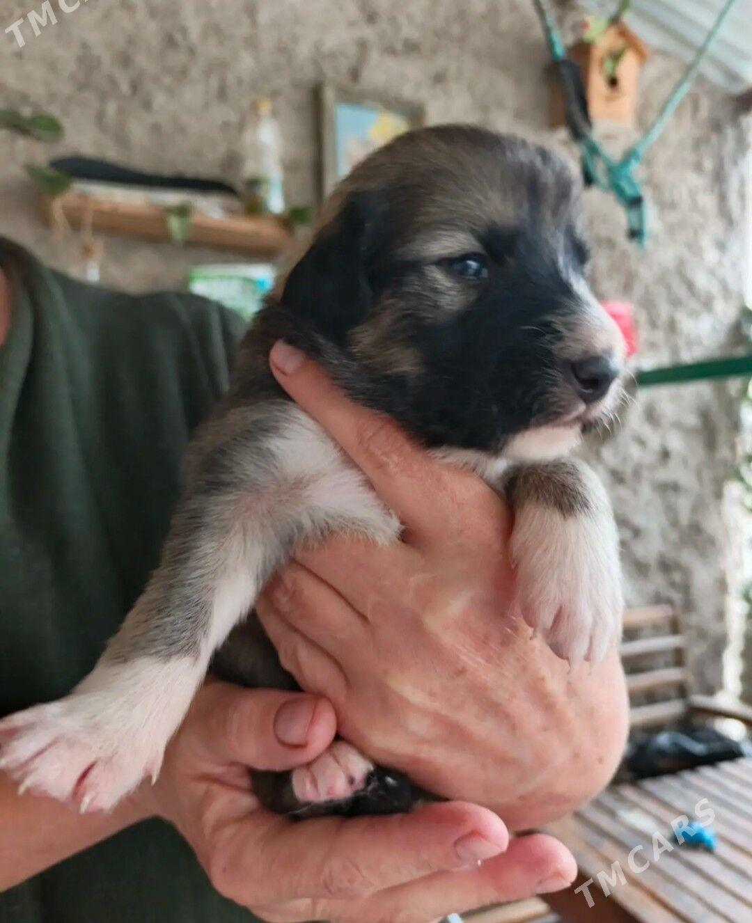 отдам - Туркменбаши - img 3