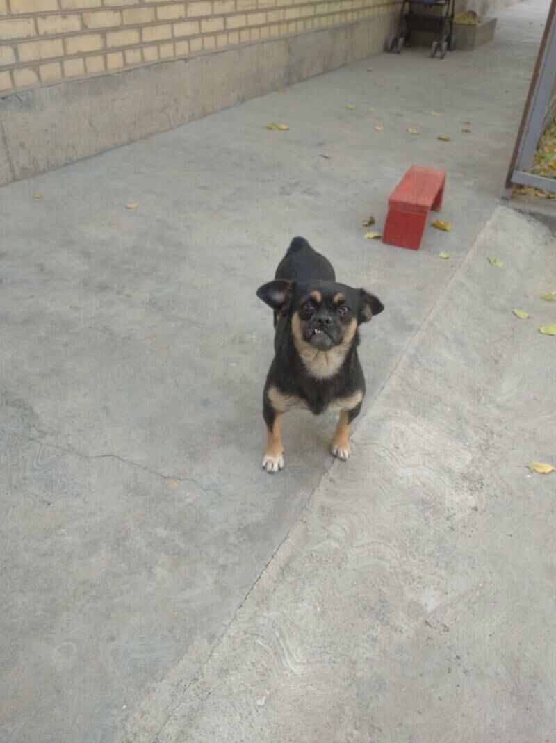 ulalmayan gujuk - Aşgabat - img 5