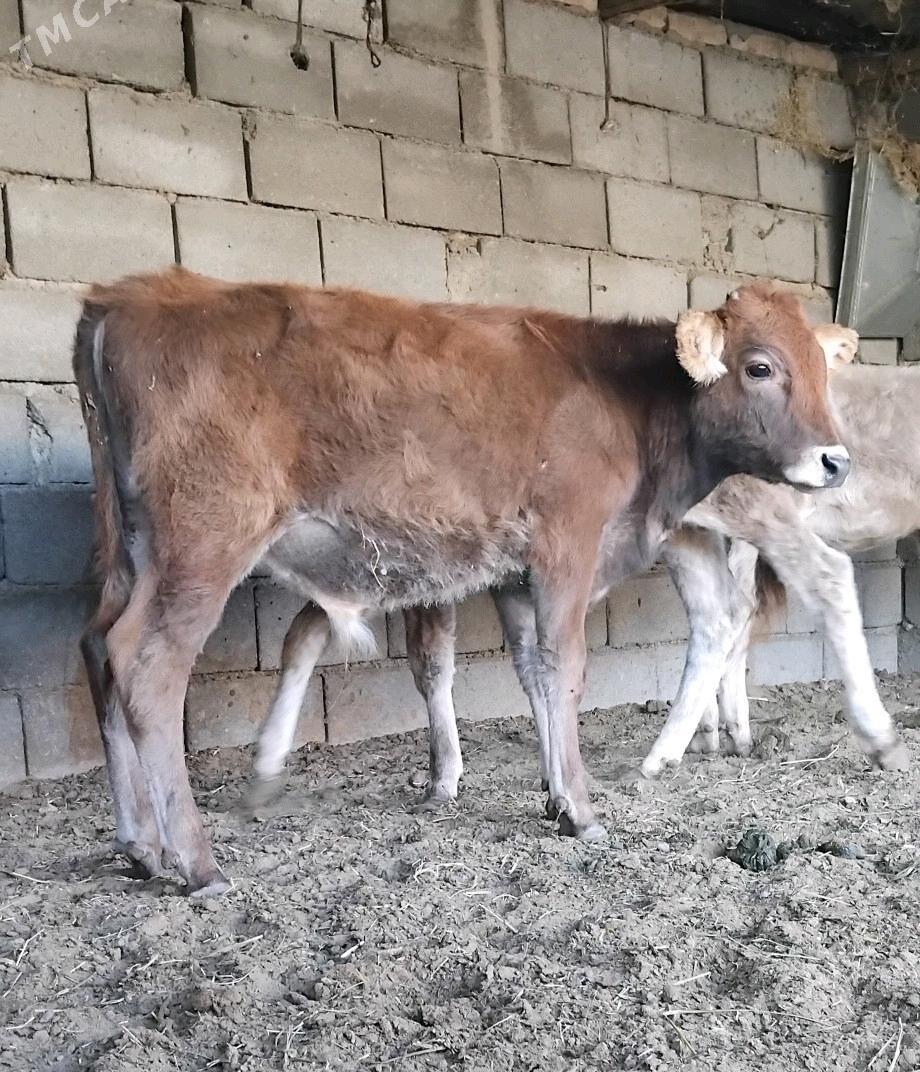 ŠWES OKUZ - Бузмеин - img 5