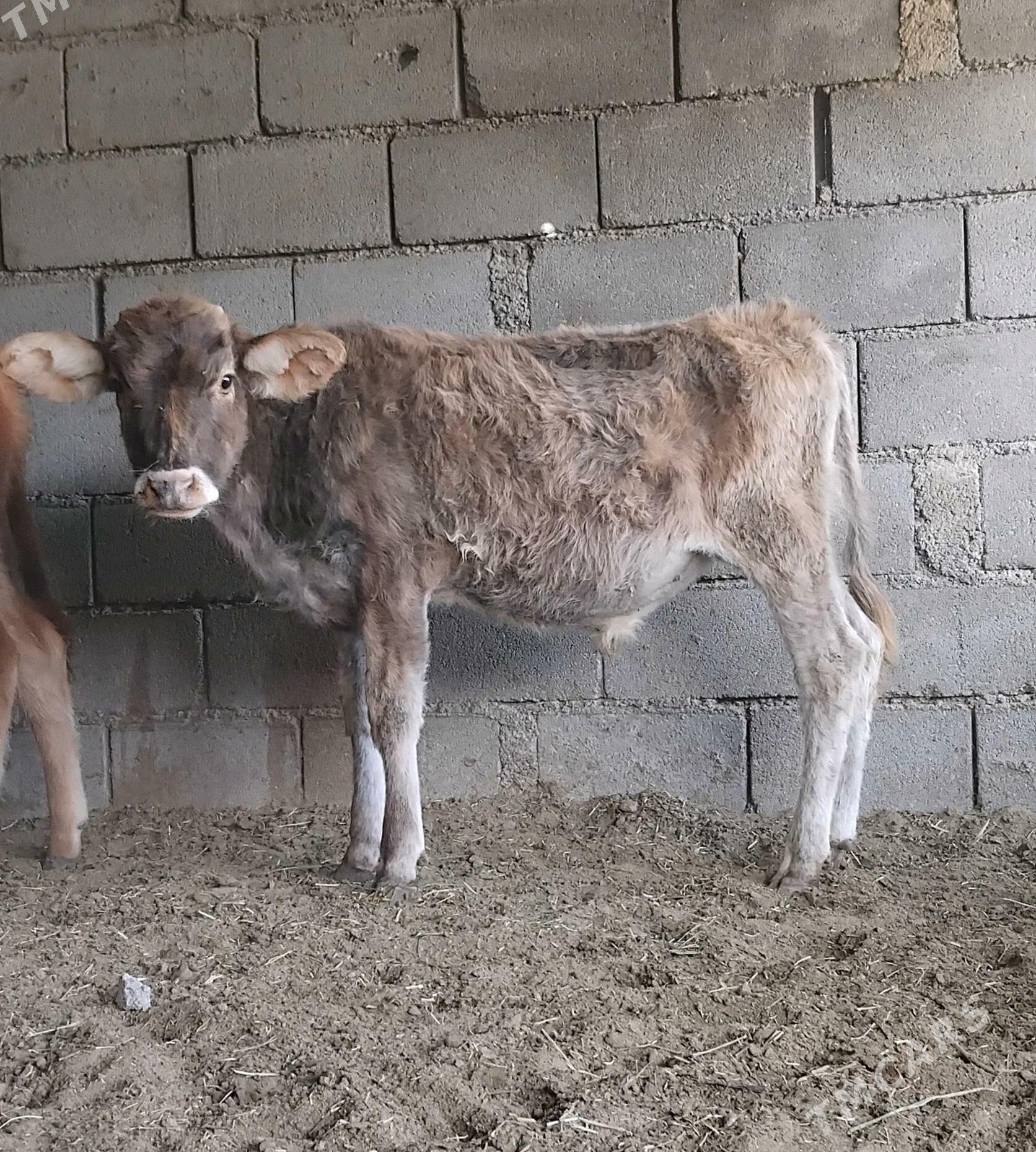 ŠWES OKUZ - Бузмеин - img 3