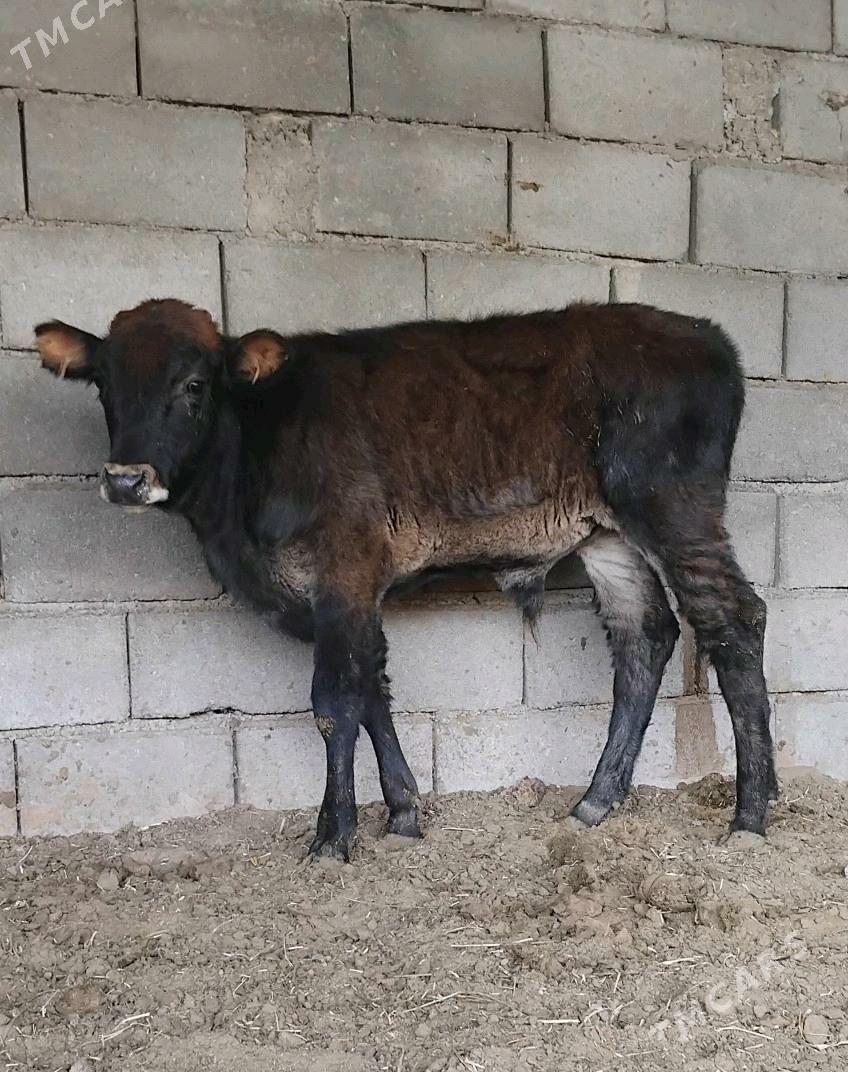 ŠWES OKUZ - Бузмеин - img 4